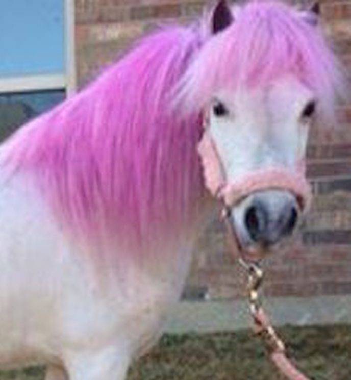 A pink poney
